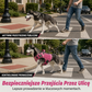 🐕Regulowany pas do przenoszenia zwierząt domowych – wygodny i bezpieczny sposób transportu małych zwierząt
